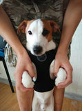 Air Mesh Dog & Puppy Harness